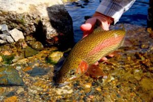 Roaring Fork River rainbow trout