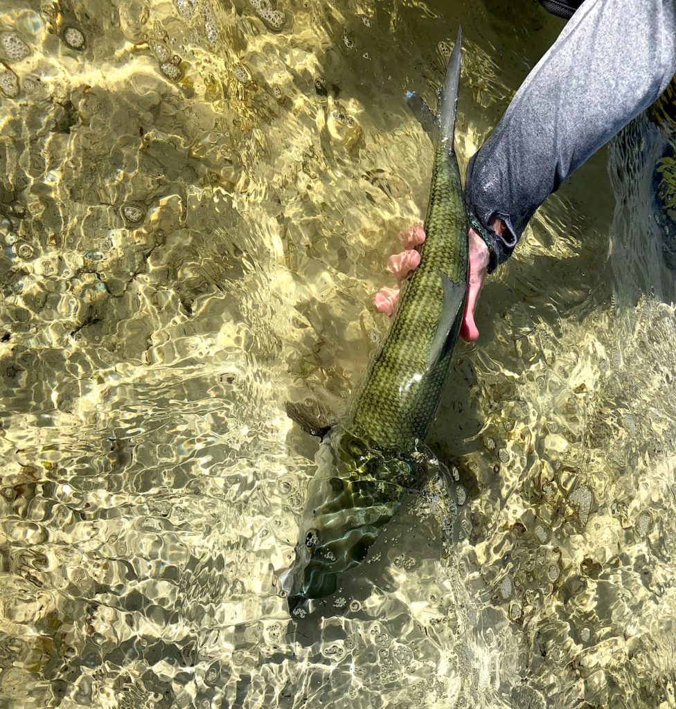 Turks & Caicos Fly Fishing: DIY Bonefish
